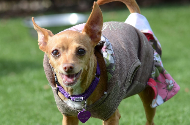 Humane Society Silicon Valley Marilyn 96 5 KOIT   Mariyln 