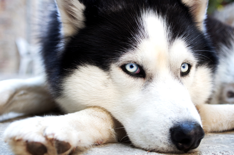 Husky And Shiba Inu Puppy Meet For The First Time 965 Koit