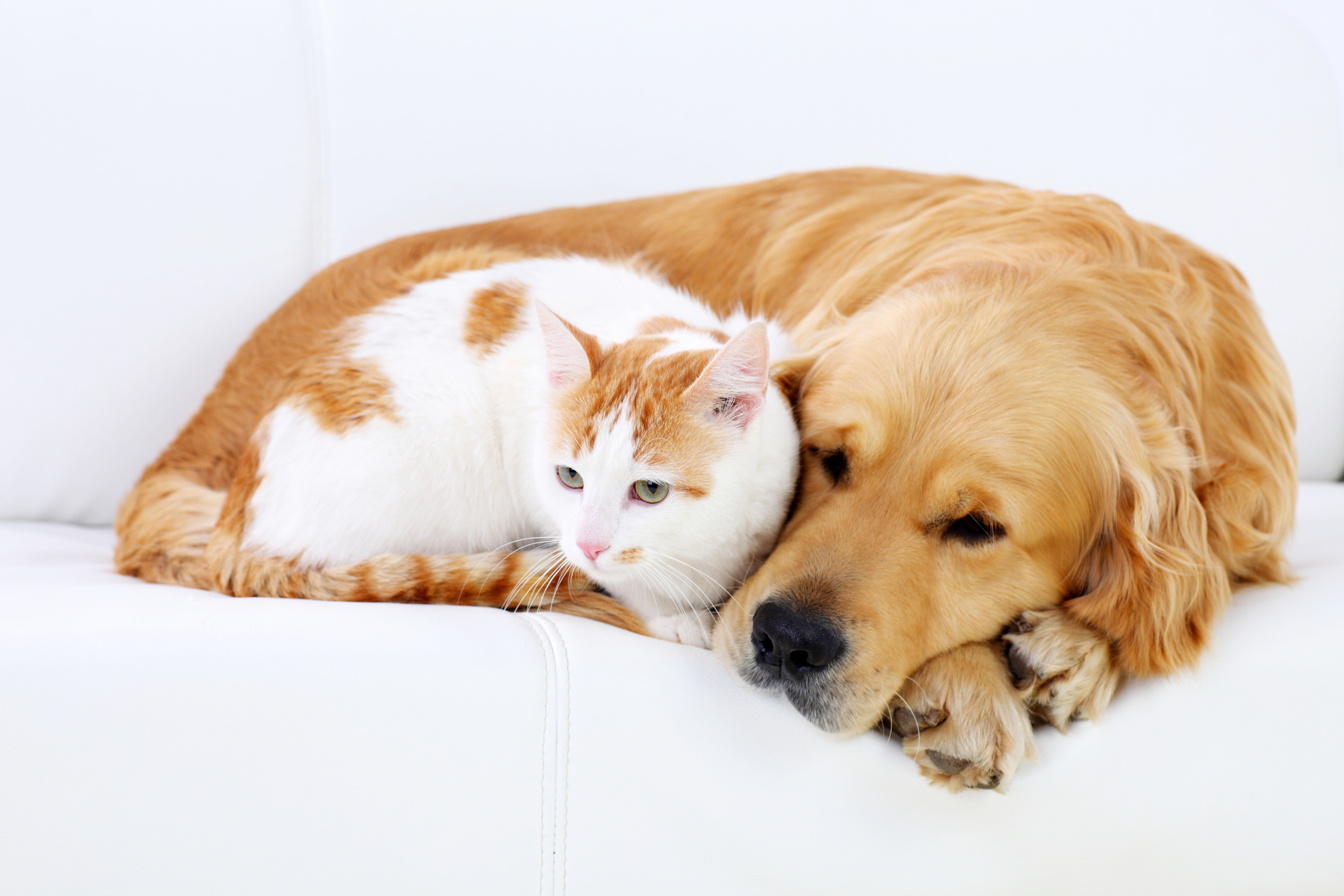 Together pet. Кошки и собаки. Собака и кошка вместе. Фото кошек и собак. Кошечки собачки картинки.