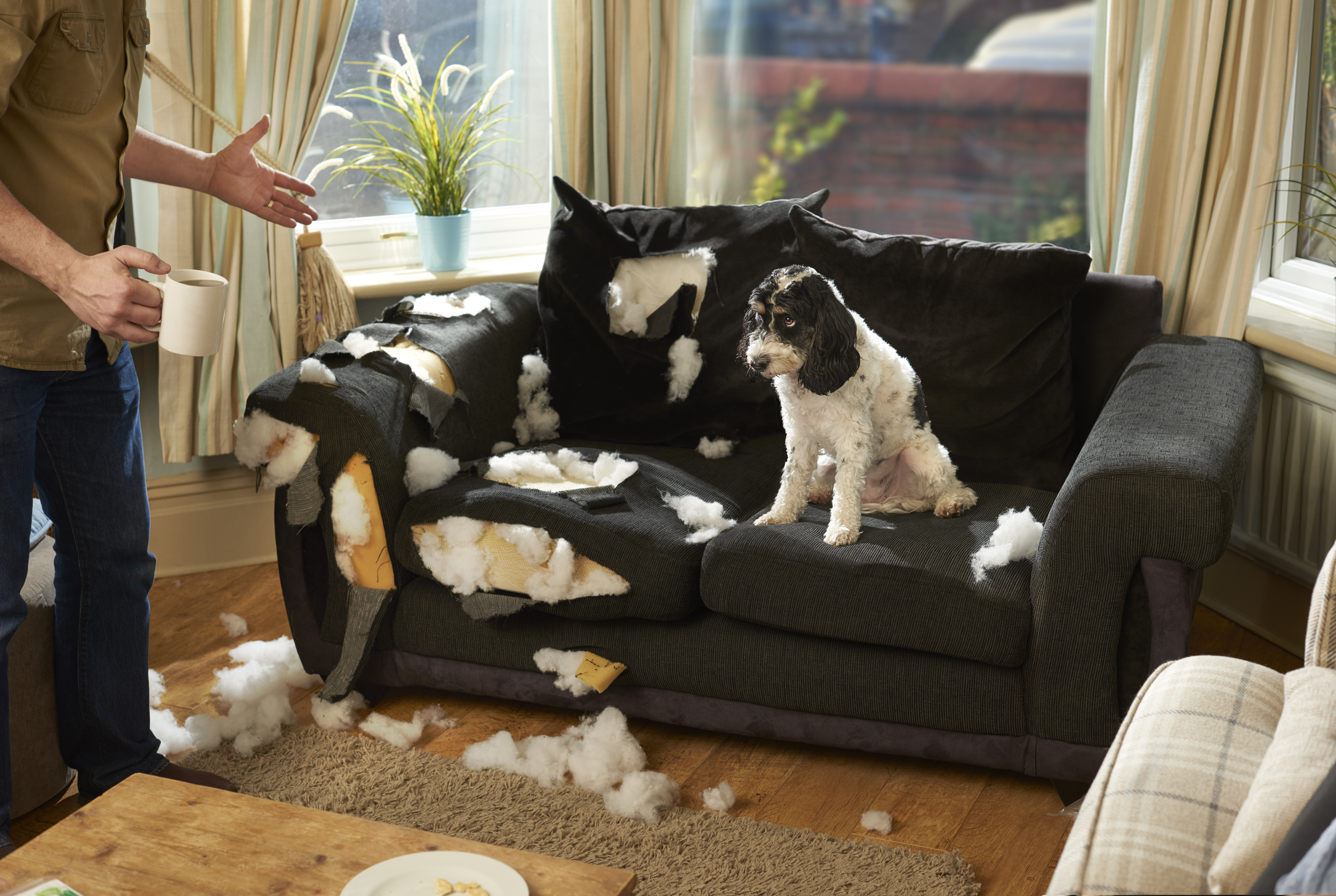 Как отучить собаку подбирать с земли. Диван для собаки. Щенок на диване. Собака грызет мебель. Защита дивана от собаки.