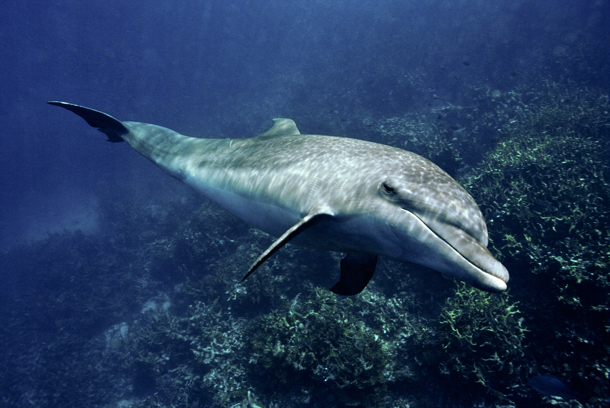 The spinner dolphin (Stenella longirostris) is a small dolphin found in off-shore tropical waters a...