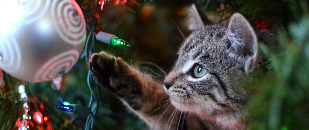 Cats Vs. Christmas Trees - 96.5 KOIT