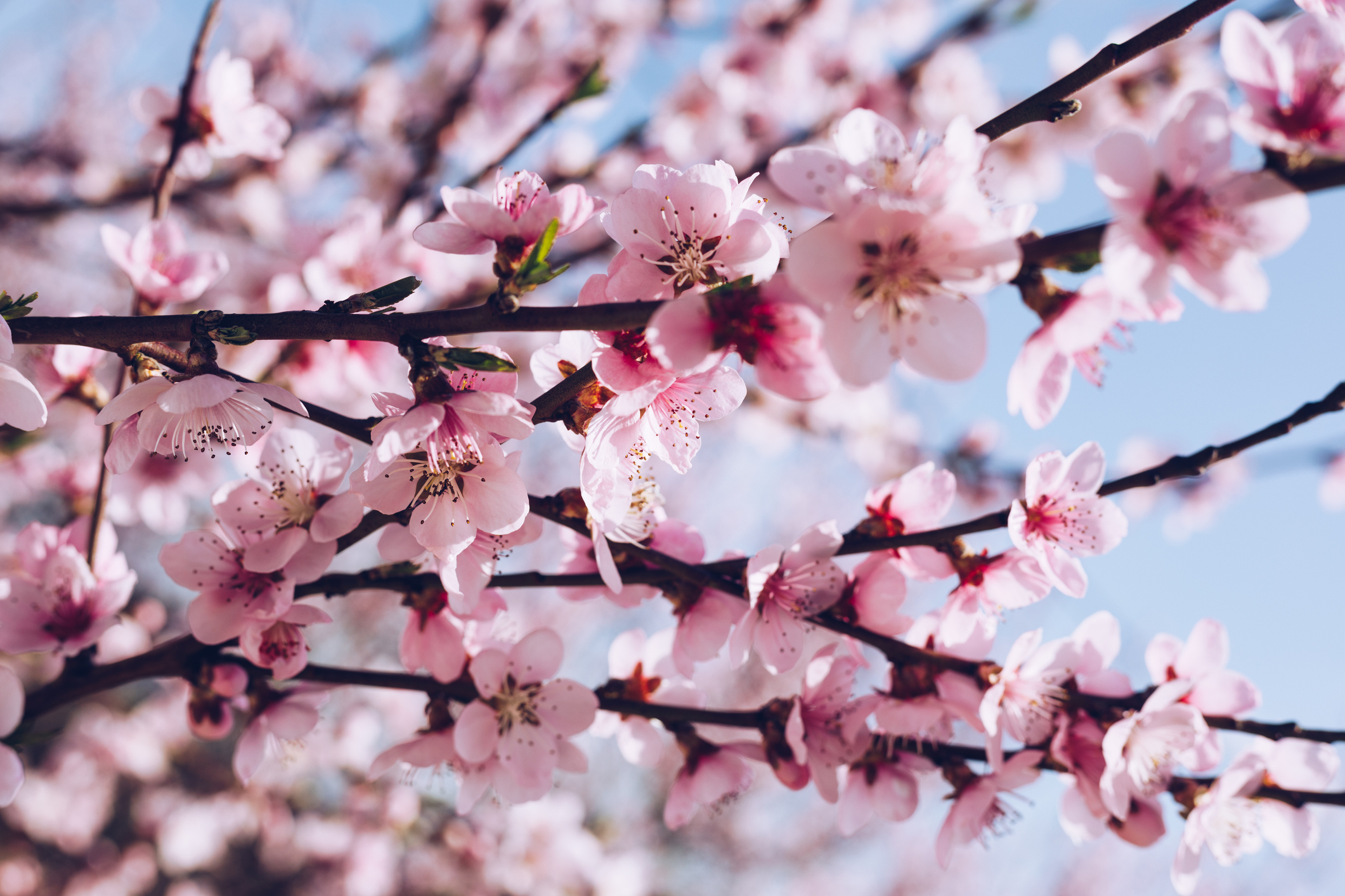 Cherry Blossom Trees For Sale 96 5 Koit