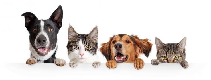 Are You A Dog Or Cat Person?! - 96.5 KOIT
