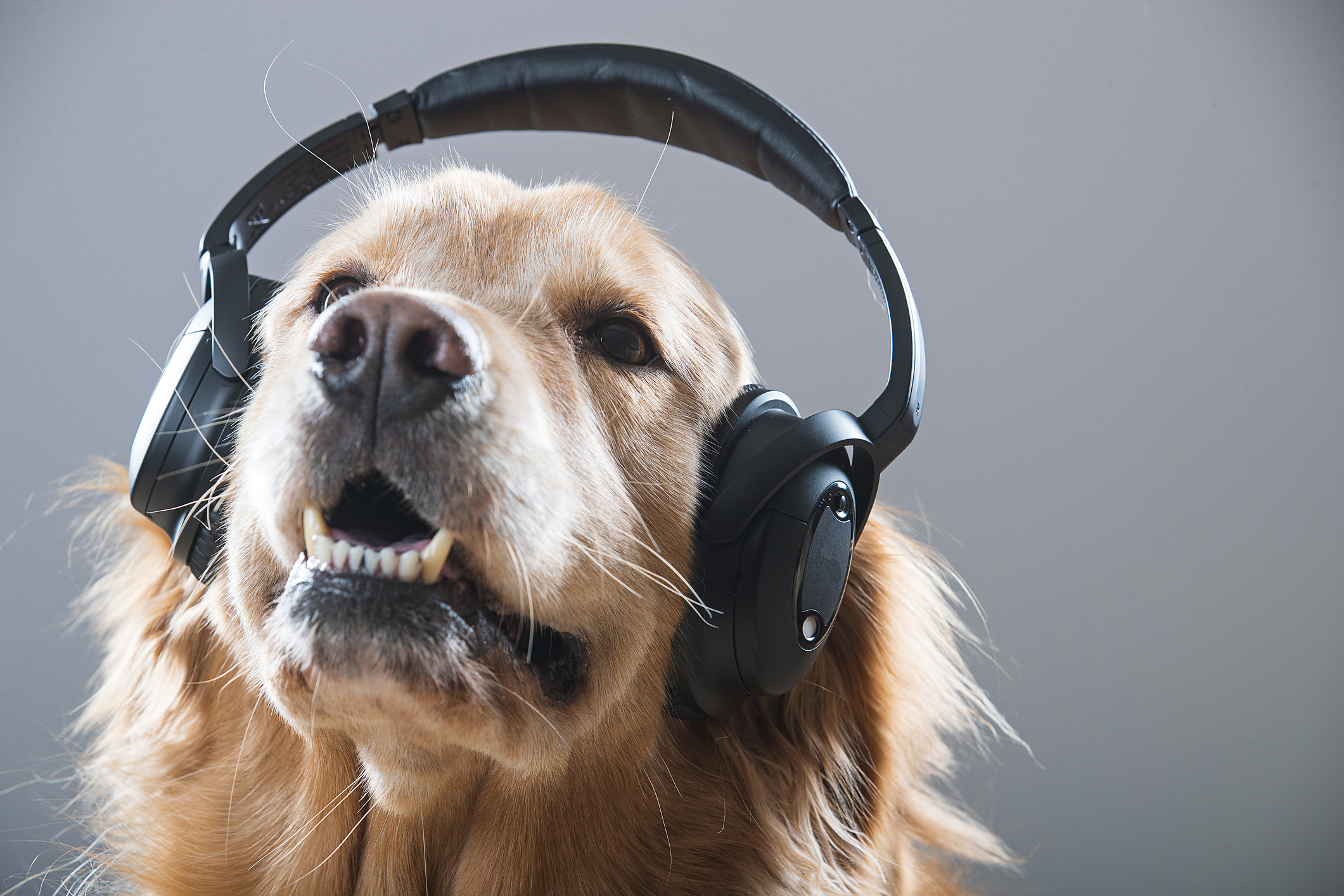 Golden Retriever Dog wearing headphones...