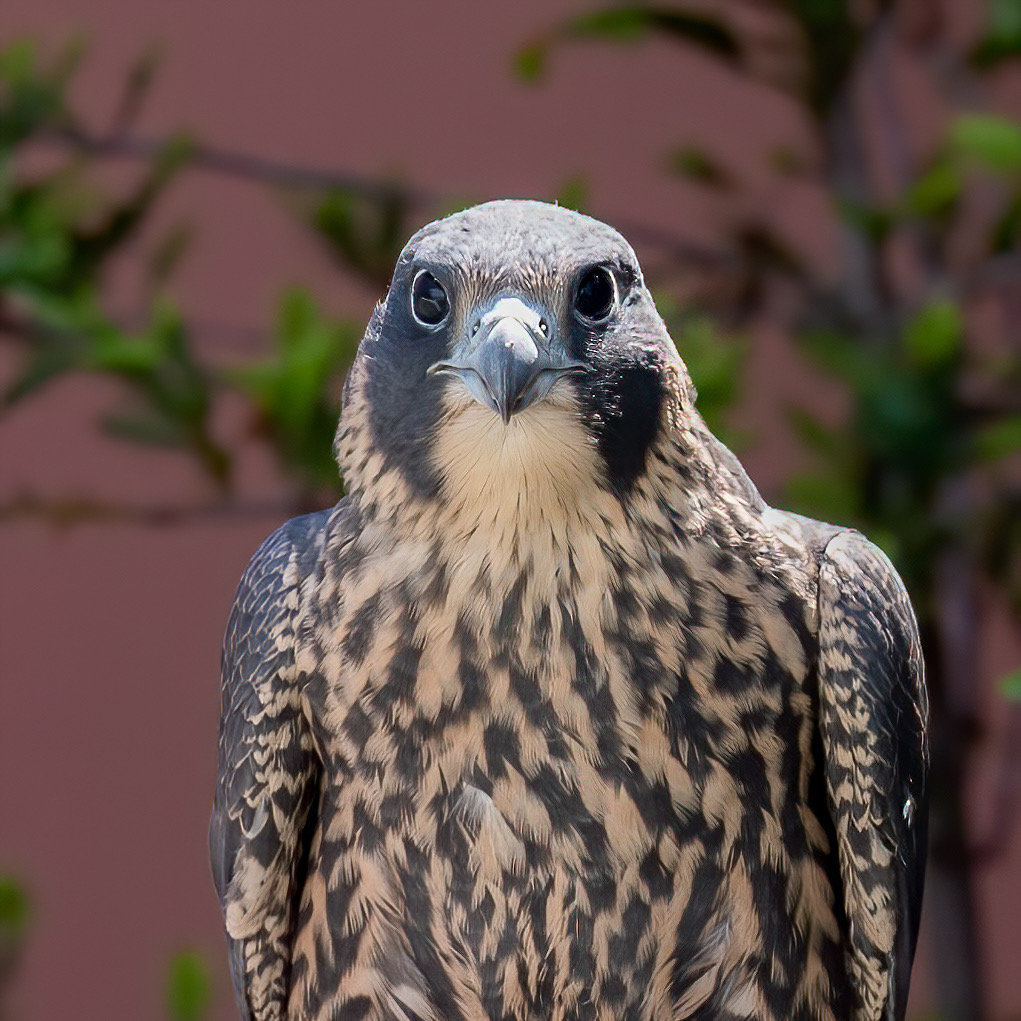 Peninsula Humane Society & SPCA Reunites Peregrine Falcon Chicks With ...